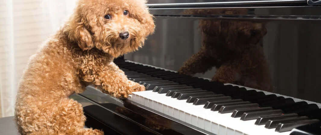 Brown poodle toy piano keyboard for mental health awareness