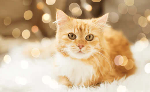 Golden tabby cat plush toy with white accents for feline friends