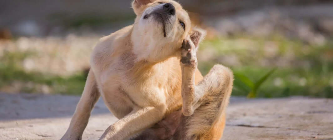 Golden retriever scratching back on sunny day, enjoying hypoallergenic dog food