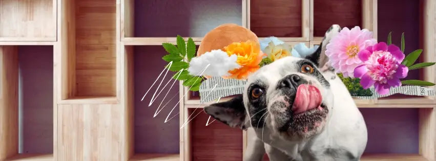 Vibrant floral crown design in James Wellbeloved dog food guide