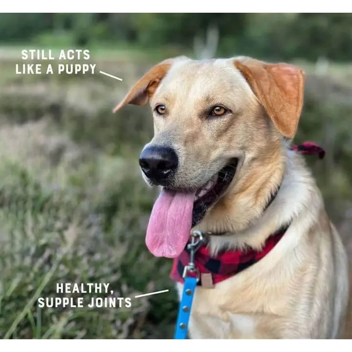 Happy light golden labrador in plaid bandana with Yora dog food