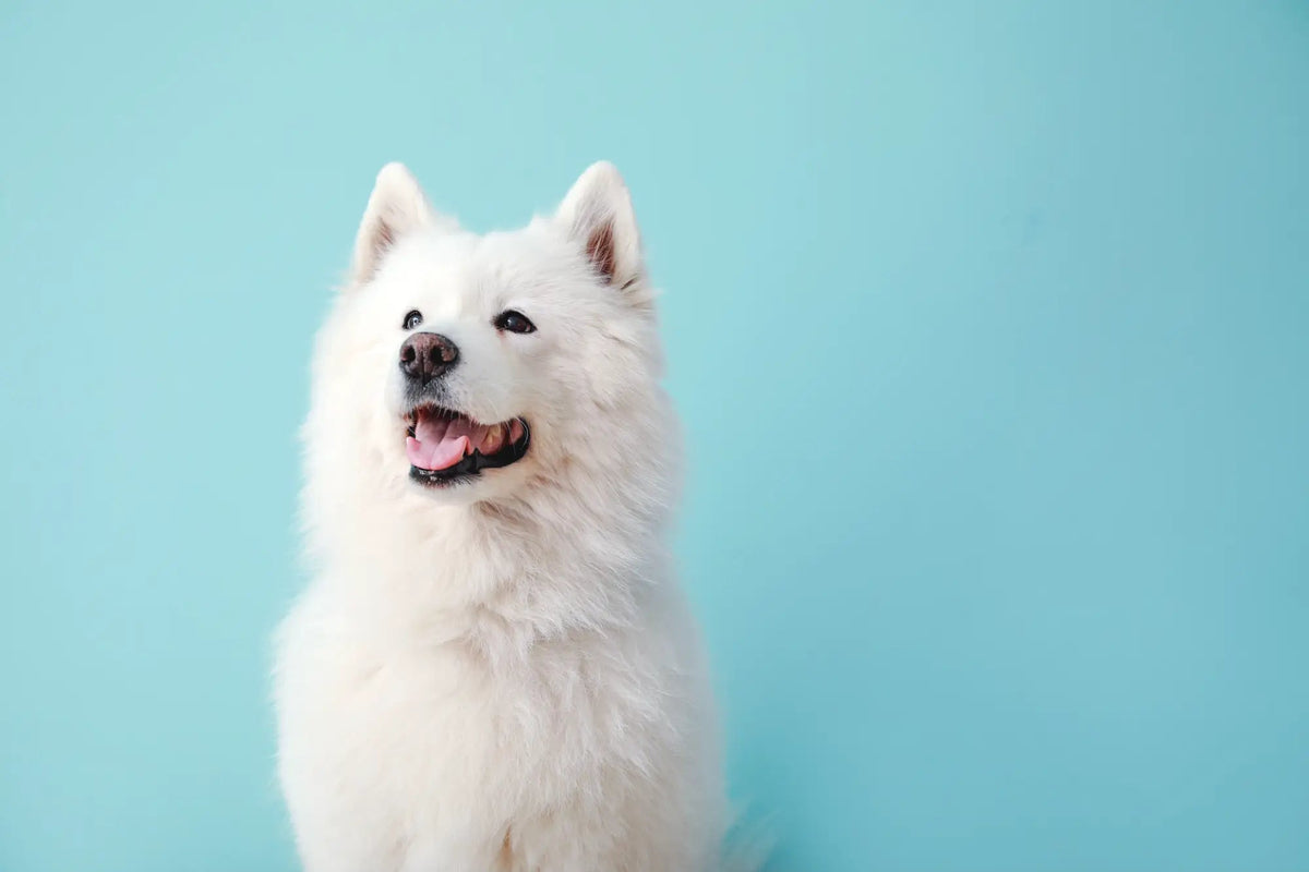 White fluffy dog with black nose and eyes sits against light blue background, enjoying Lilys Kitchen natural dog treats with ethically sourced ingredients