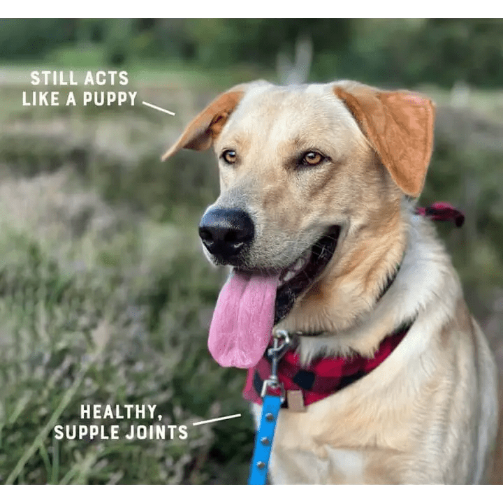 Happy light golden labrador in plaid bandana with Yora dog food
