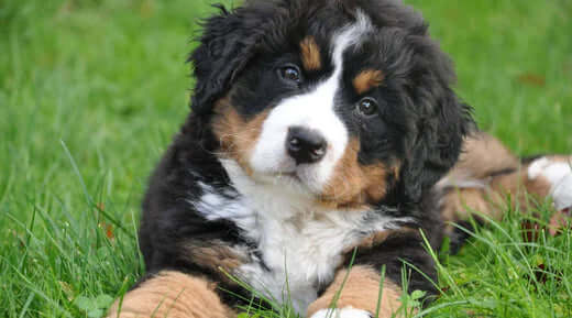 Black and tan vegan dog puppy with white markings on grass