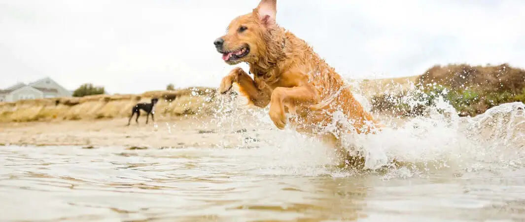 Golden retriever enjoying natural Cornish fish cubes in water