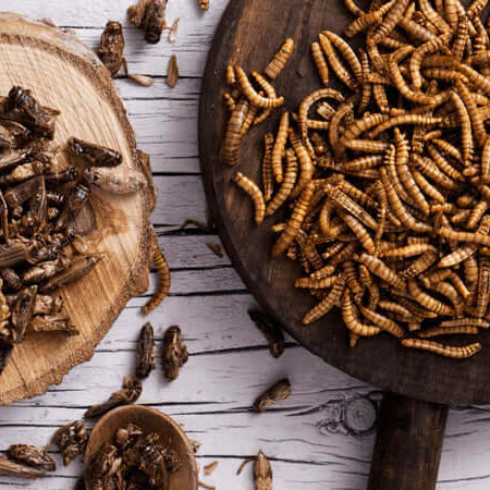Eco-Friendly Dog Foods: Insect Protein - The Best Insect Based Dog Treats & Food - The Pets Larder Natural Pet Shop 