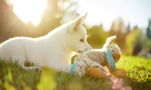 The Best Soft Toys And Your Dog - The Pets Larder Natural Pet Shop 