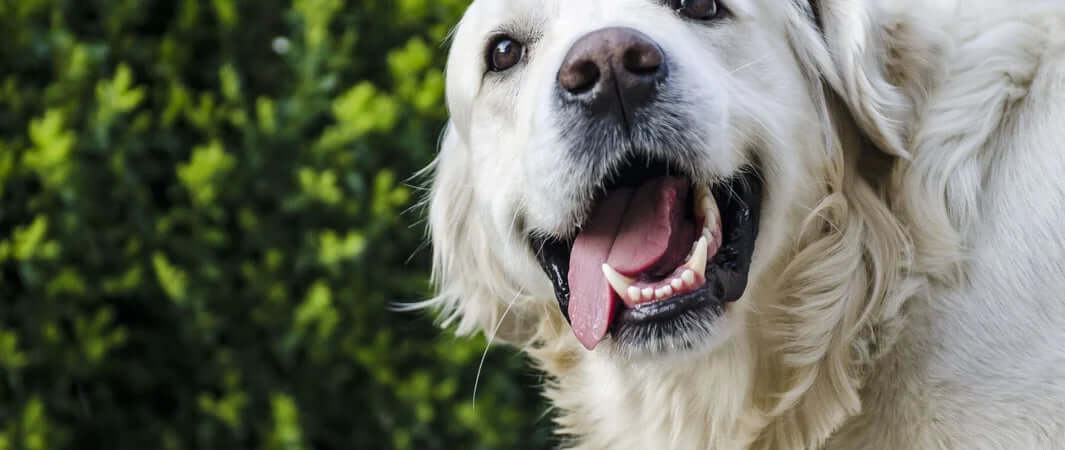 Golden retriever enjoying natural Cornish dental chews for teeth