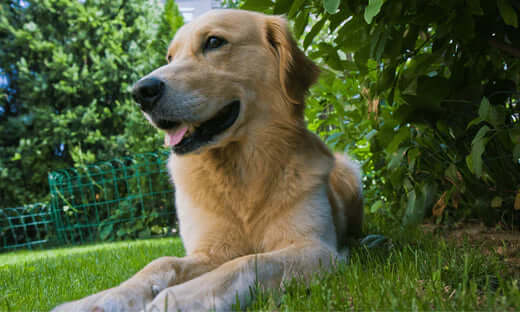 Golden retriever resting on grass in cooling vest for pet comfort
