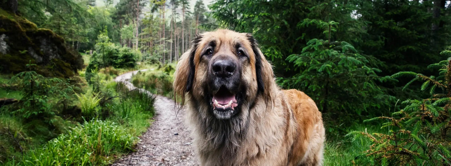 Brown fluffy dog on Lake District walking trail for dog-friendly holiday