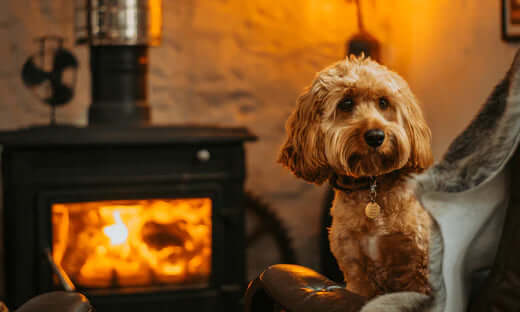 Brown curly-haired dog in gold collar sits by wood stove at dog friendly Pityme Inn