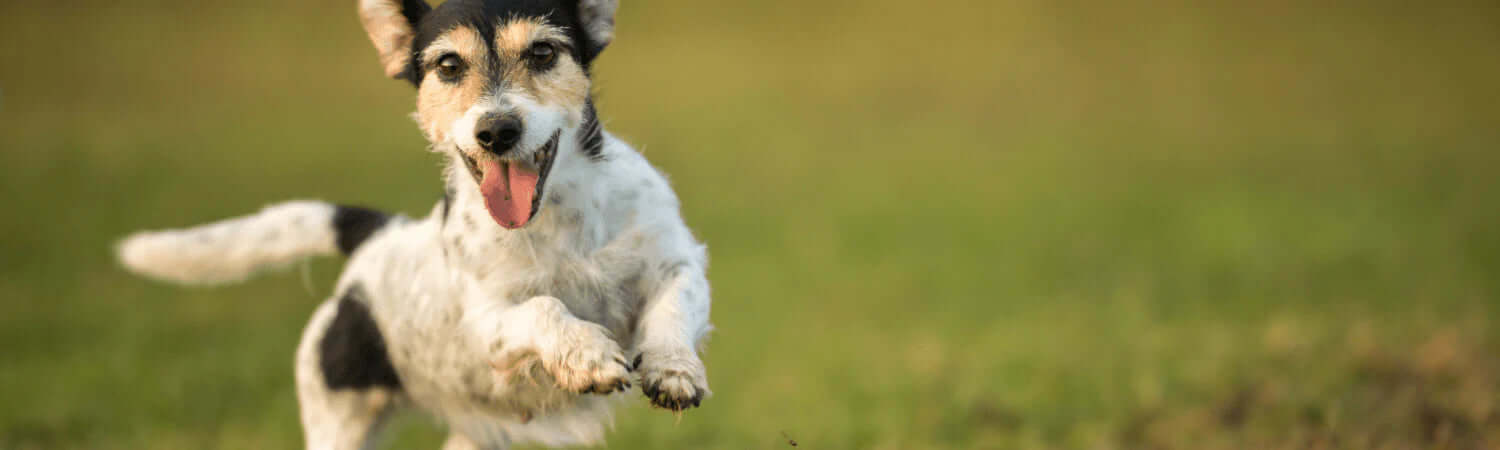 Black and white dog running in grass for doggy fitness