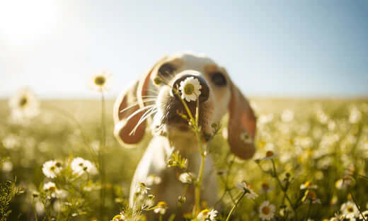 White daisy with yellow center for pet fresh breath benefits