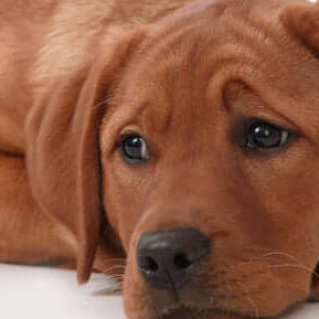 Winter Doggy Depression and SAD: Symptoms, Causes and Cures - The Pets Larder A Natural Pet Shop 