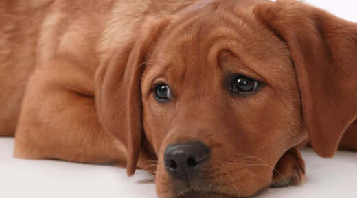 Winter Doggy Depression and SAD: Symptoms, Causes and Cures - The Pets Larder A Natural Pet Shop 