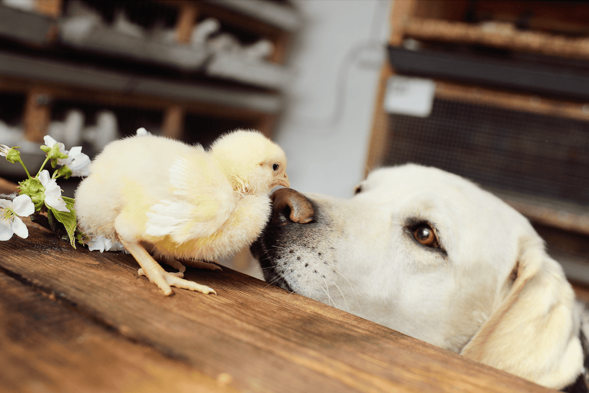 Easter and Dogs: What's Safe, What's Dangerous, and How to Treat Them Properly