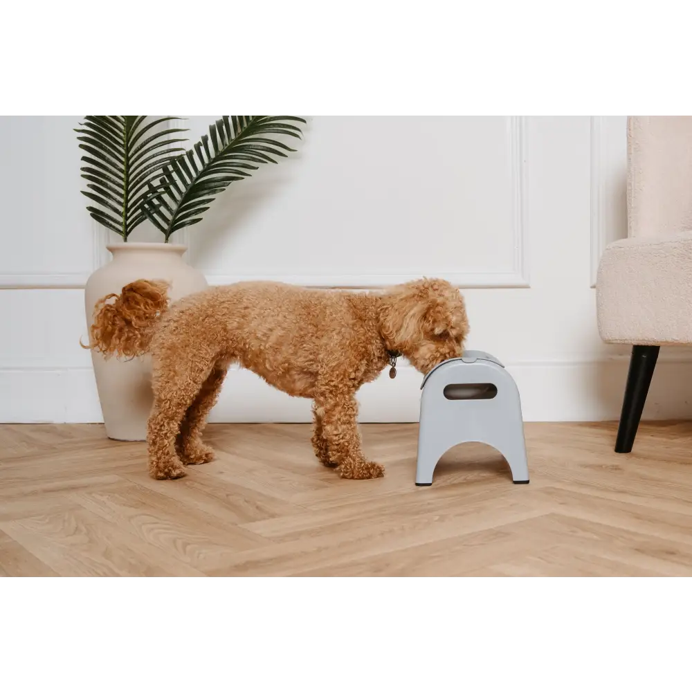 My Dog Eats Too Fast: Why It's a Problem and How to Slow Them Down