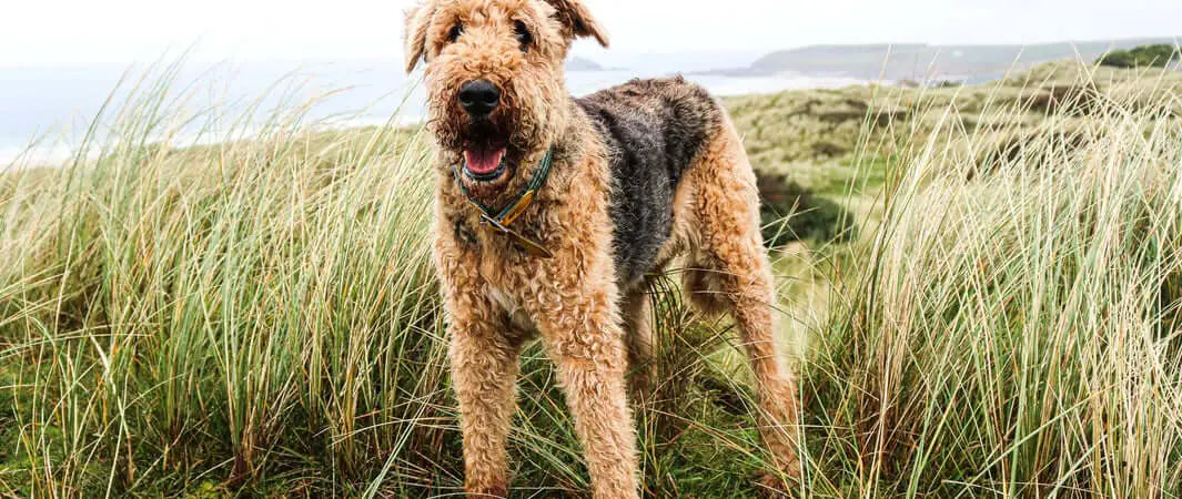 Tan and brown Airedale Terrier in tall grass with Pets Larder vegetarian dog treats