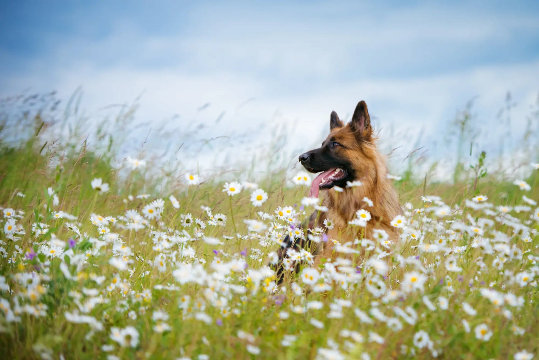 Eco-Friendly Pet Care: 7 Sustainable Choices for Green Pet Parents