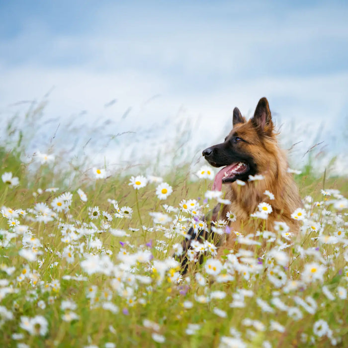 Eco-Friendly Pet Care: 7 Sustainable Choices for Green Pet Parents