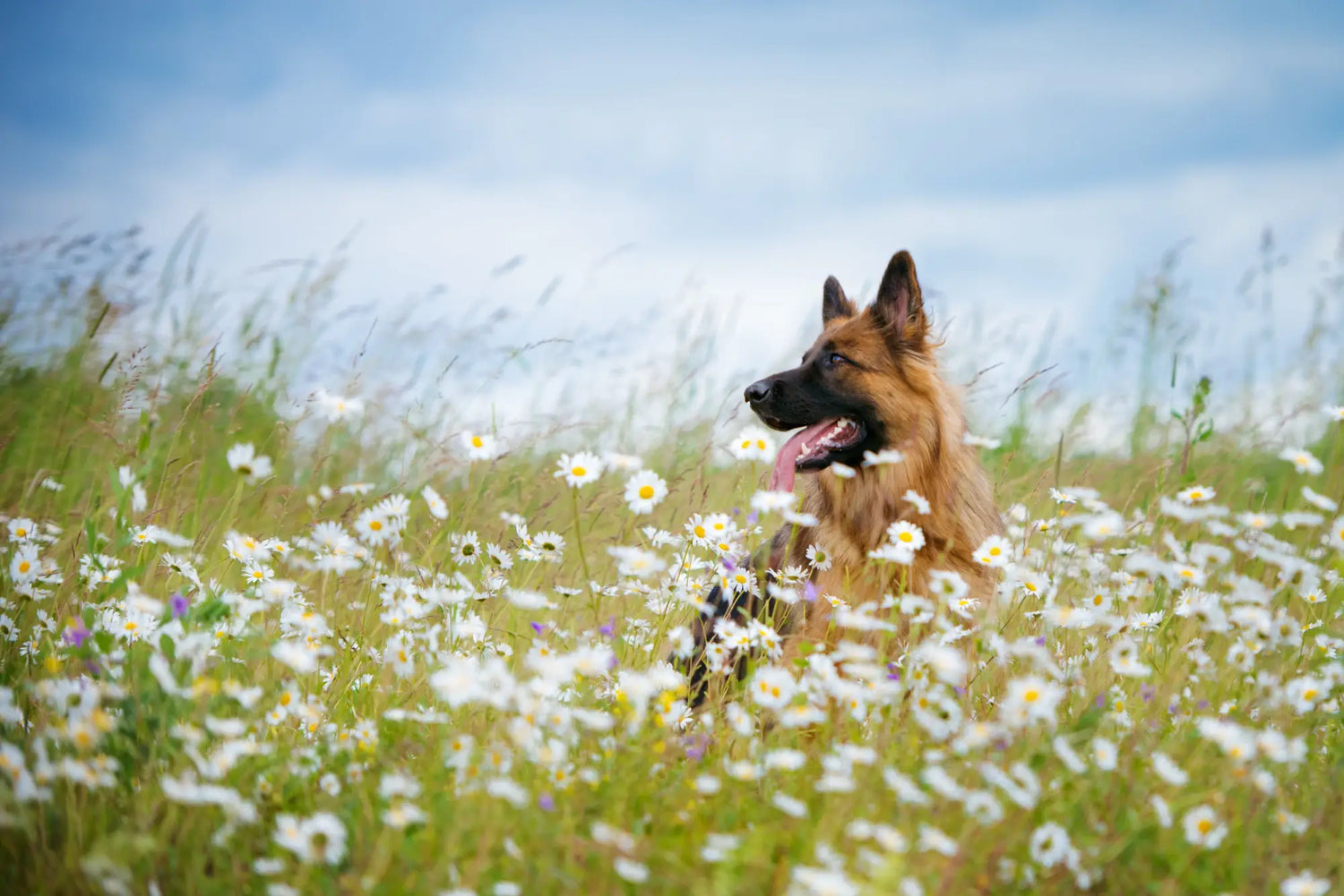 Golden German Shepherd in white flower field for eco pet parents