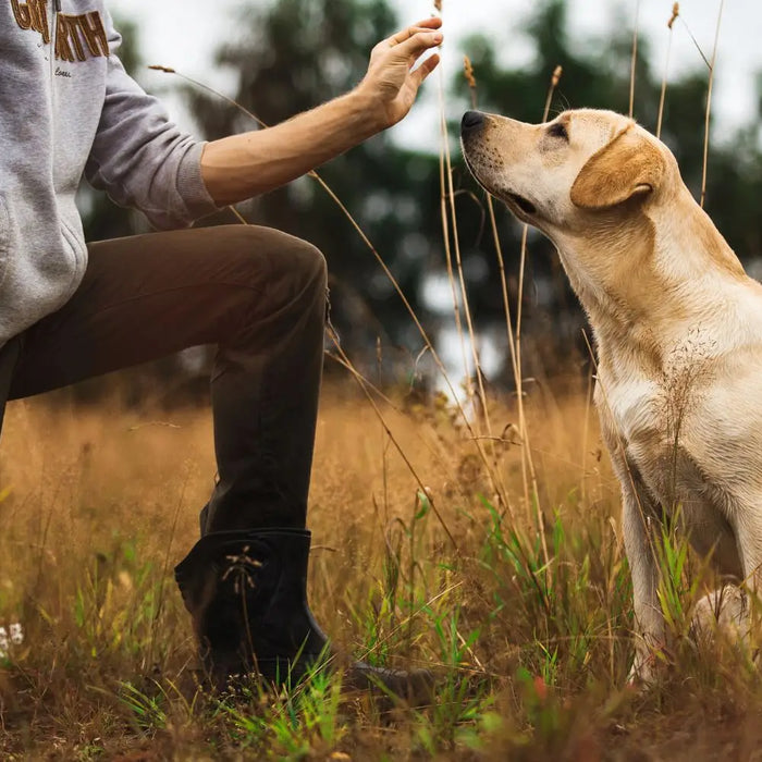 Eco Friendly Pet Supplies