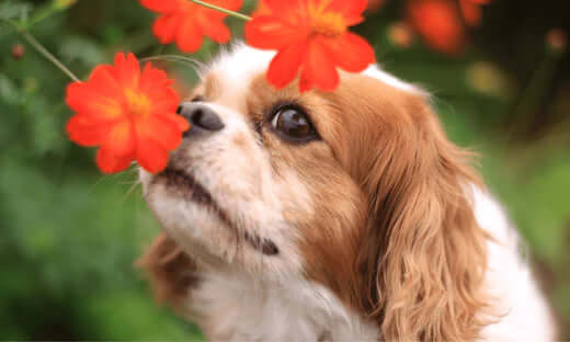 Cavalier King Charles Spaniel puppy with red flowers, managing hay fever in pets
