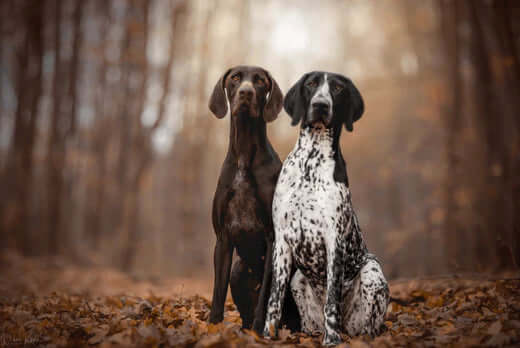 Safest dog’s collar protecting speckled dog’s neck from million things