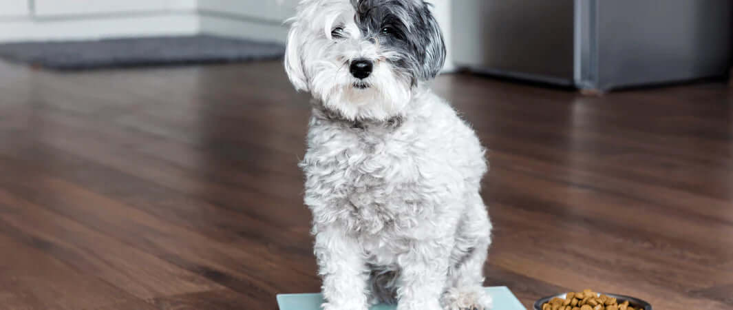 Gray and white dog on scale with food bowl in overfeeding check for dogs healthy