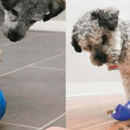 Our Favourite Puzzle Toys for Dogs - Dogs Playing with Puzzle Toys - The Pets Larder Natural Pet Shop 