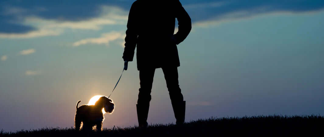 How to Keep Your Dog Safe in the Dark - Dog Walker and Dog in the Twilight - The Pets Larder Natural Pet Shop 