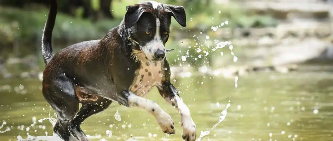 Spotted black and white dog running through water, benefiting from wild salmon oil