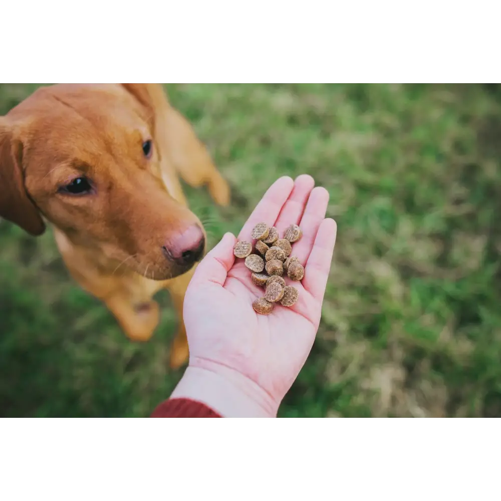 Hand holding brown round dog treats for fatty acids beyond grain-heavy food