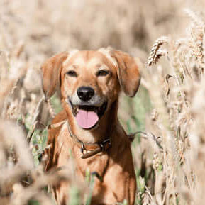 The Arrival of Summer and the Dangers for Dogs - The Pets Larder Natural Pet Shop 