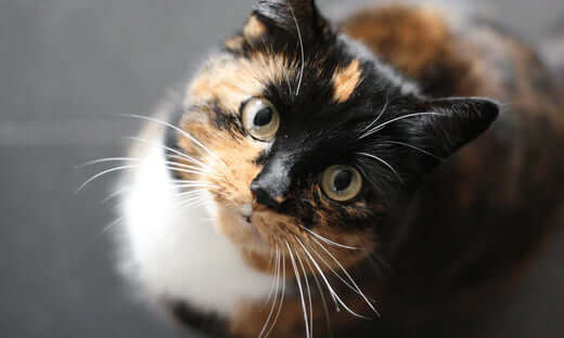 Tortoiseshell cat with green eyes managing feline diabetes