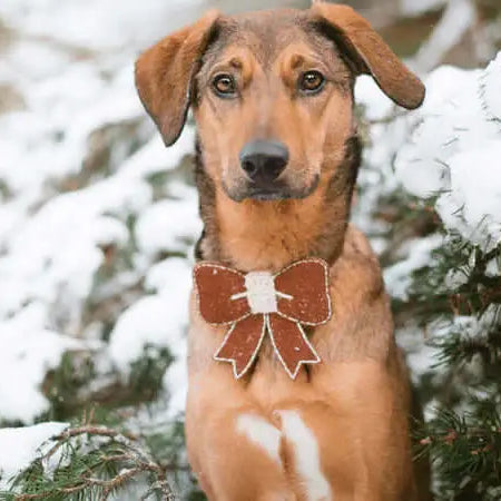 Festive Dog- Festive Days Out With Your Dogs In Cornwall - The Pets Larder Natural Pet Shop