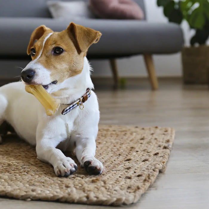 Focus on Canine Mental Health: Addressing Anxiety and Depression in Dogs