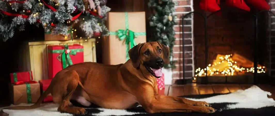 Great Value Gifts for your Dogs this Christmas - Dog With Gifts Beside a Festive Fireplace - The Pets Larder A Natural Pet Shop 
