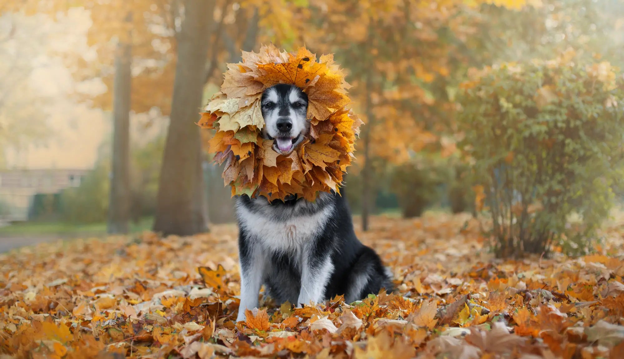Fall leaf wreath dog accessory from Green & Wilds eco toy collection