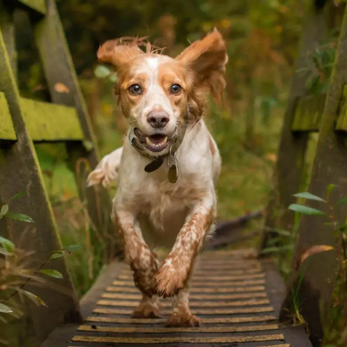 Green & Wilds: Tremendous Treats For Your Dog - The Pets Larder Natural Pet Shop 