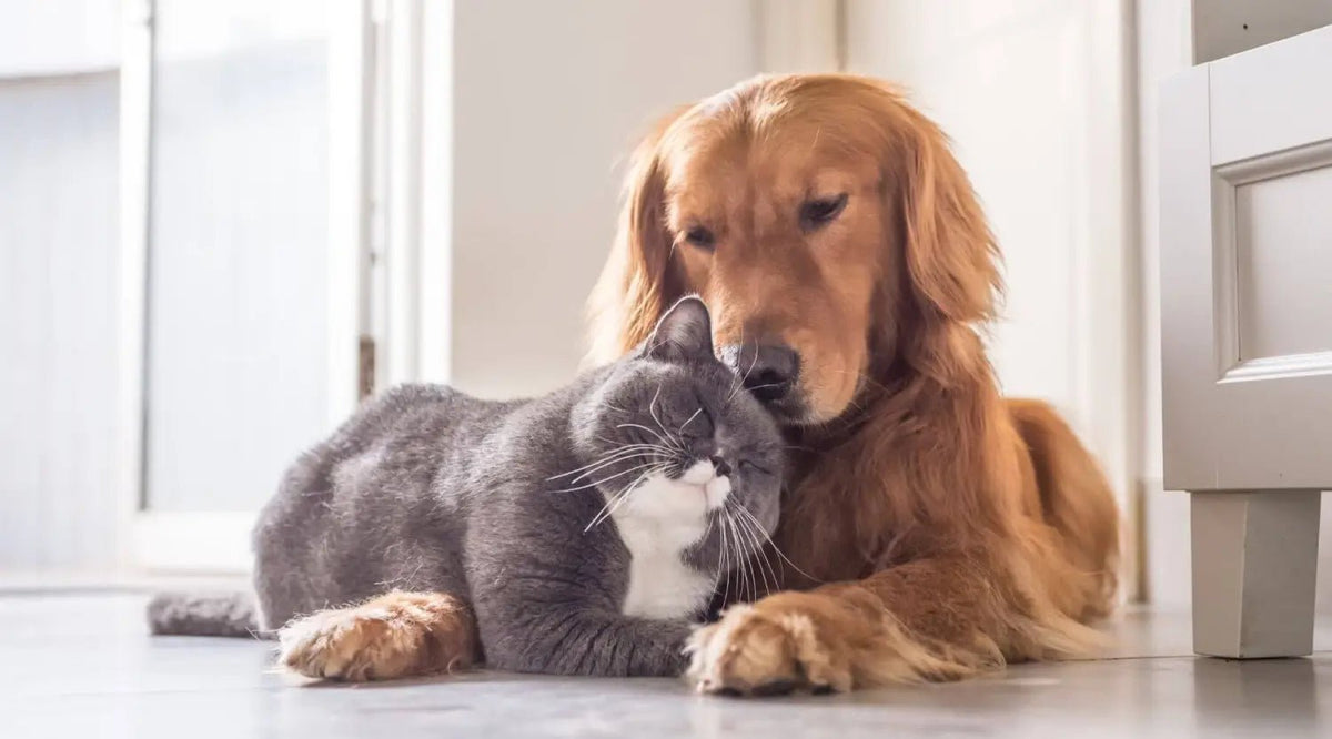 Golden Retriever lying down, enhancing gut health with Verm-X Original