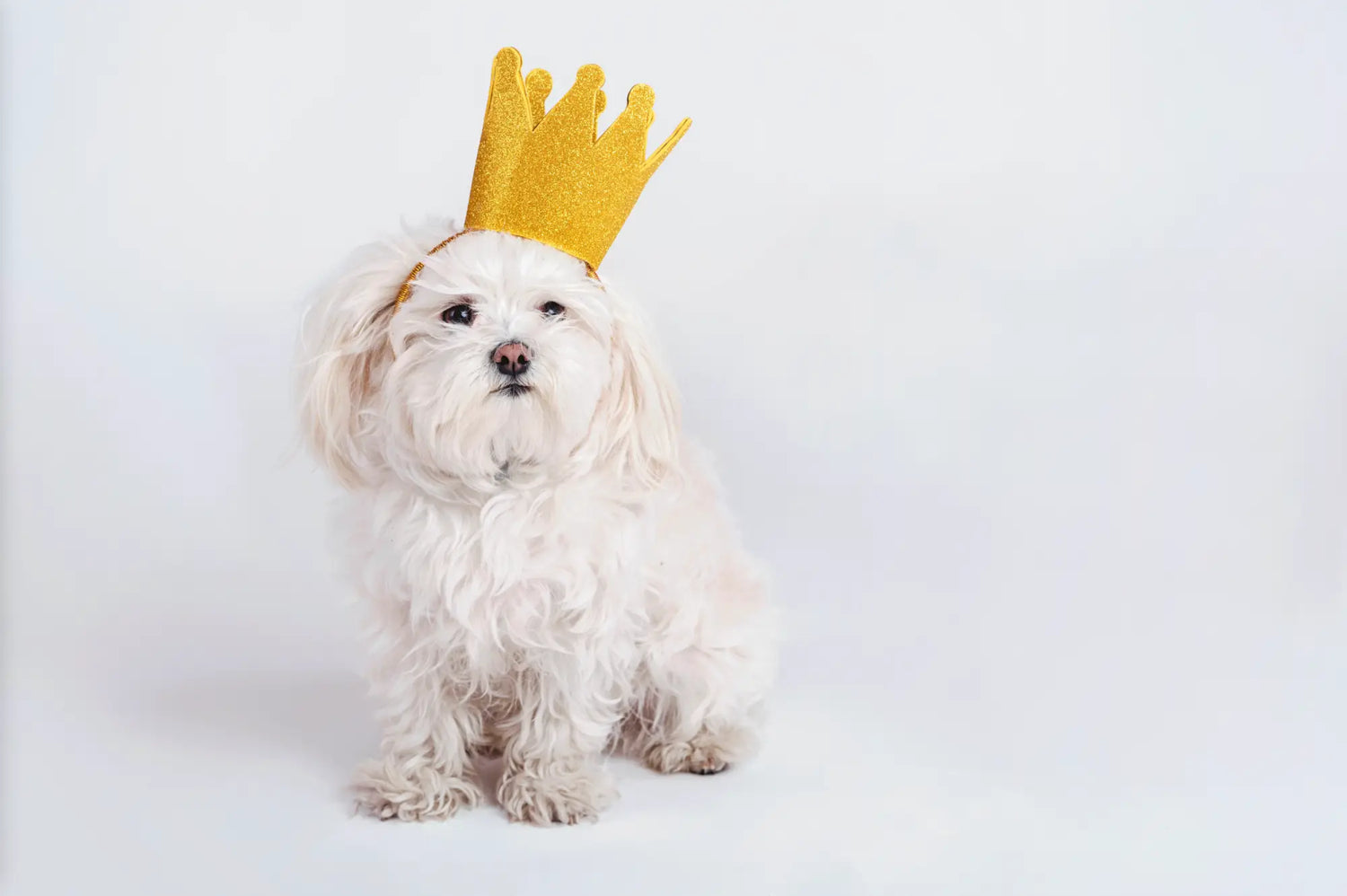 Royal yellow crown dog accessory with gold accents for natural dog treats