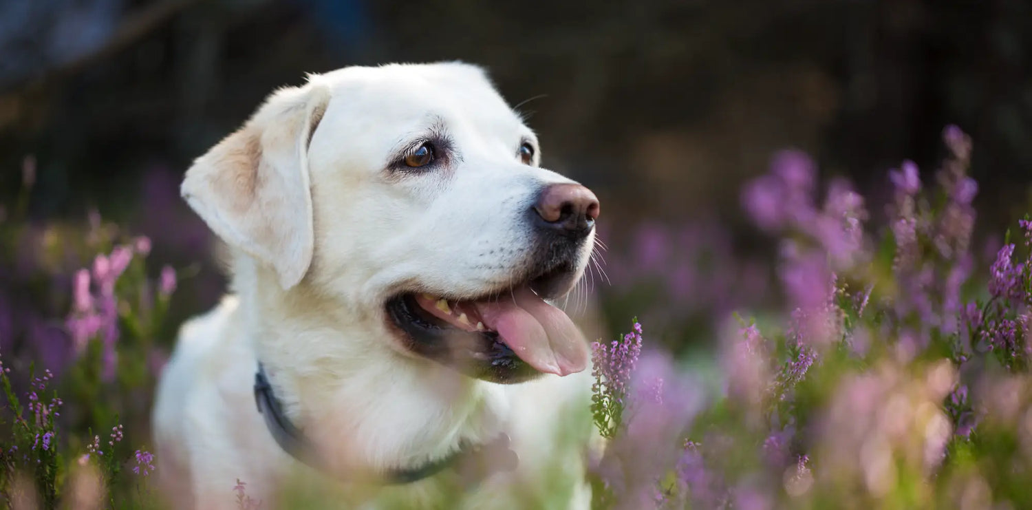 White Labrador retriever with black collar, pink tongue, easing pet anxiety