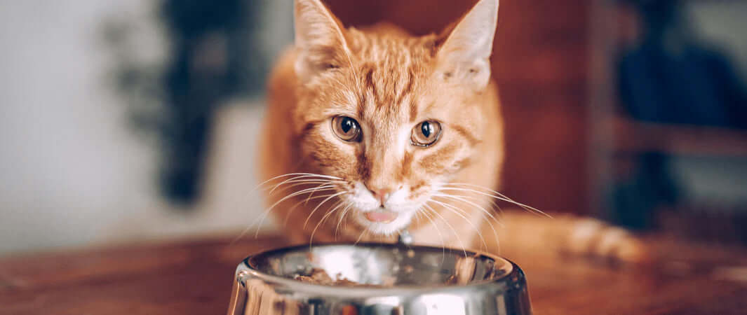 Orange tabby cat drinks from Natures Menu bowl in Pets Larder style