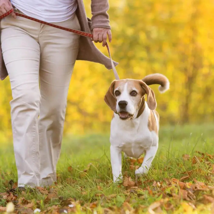 Hot Weather Walkies with Dogs Hot Weather Walkies with Dogs, Dog Being Walked in Warm Weather - The Pets Larder Natural Pet Shop 