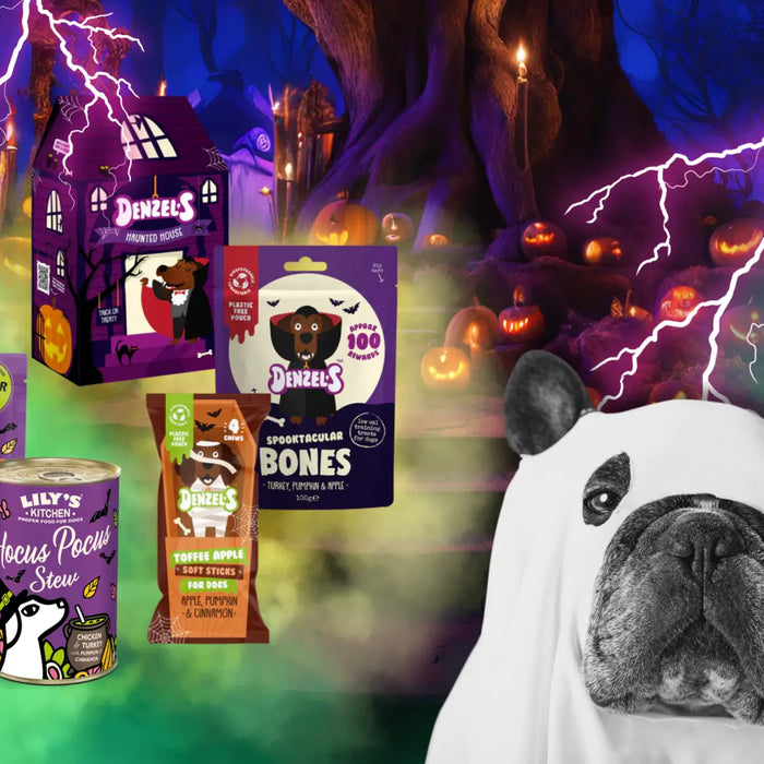 How Halloween Affects Our Pets: Tips Tricks & Treats to Keep Them Calm