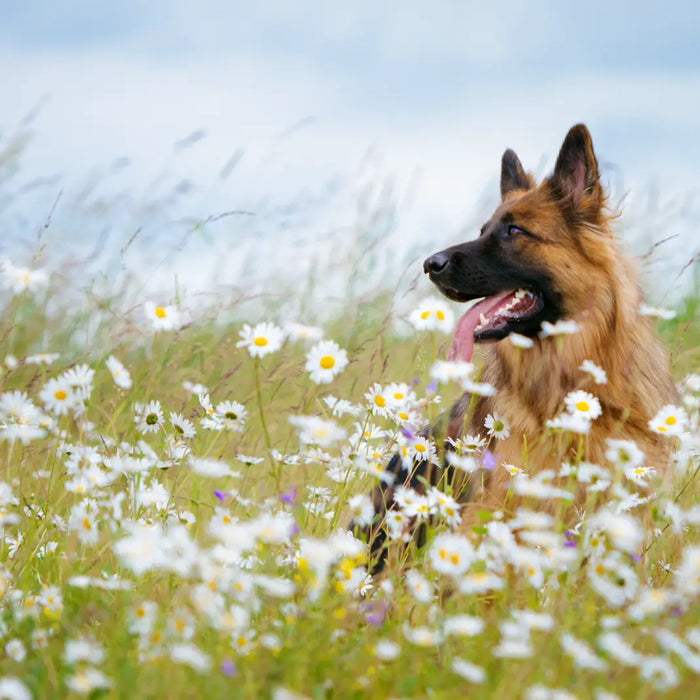 JR Pet Products: The Best Natural Dog Chews for Health and Happiness