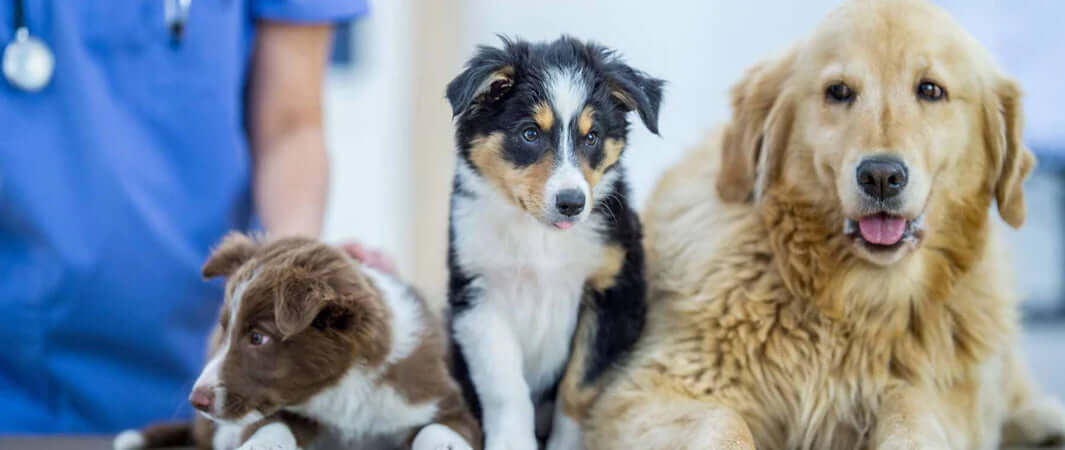 Lifesaving Blood Donations from and for Dogs- Dogs Waiting to Give Blood - The Pets Larder A Natural Pet Shop 