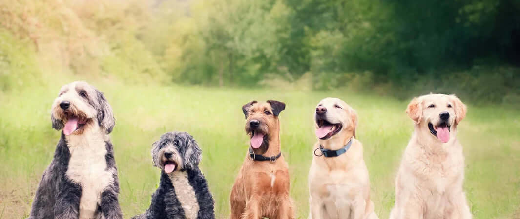 Looking After our Dogs in a Recession - A Variety of Dog Breeds Sitting Together - The Pets Larder A Natural Pet Shop 