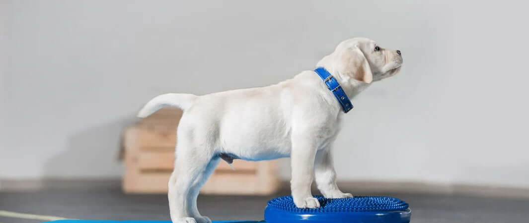 Blue textured balance ball for healthy hounds and humans